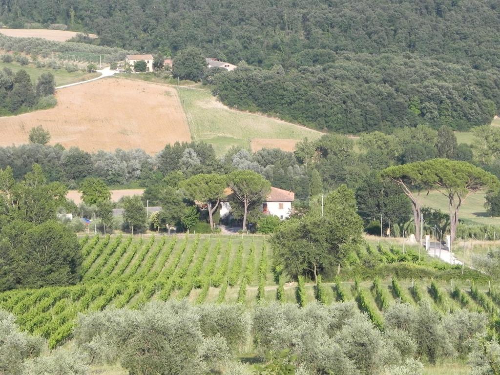 Tenuta Pizzogallo Amelia Chambre photo